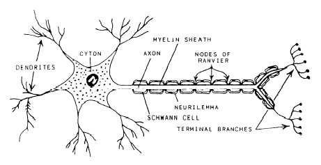 The neuron and its parts