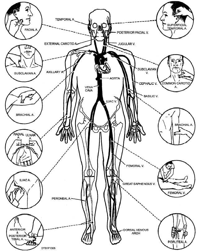  organs on the human body.