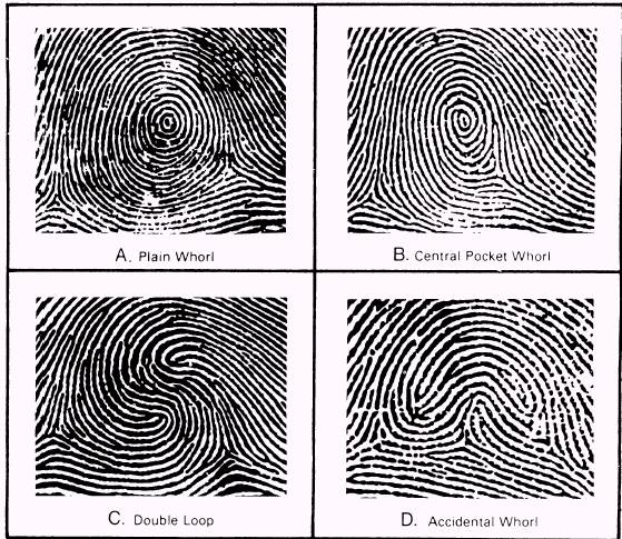 arch fingerprint pattern