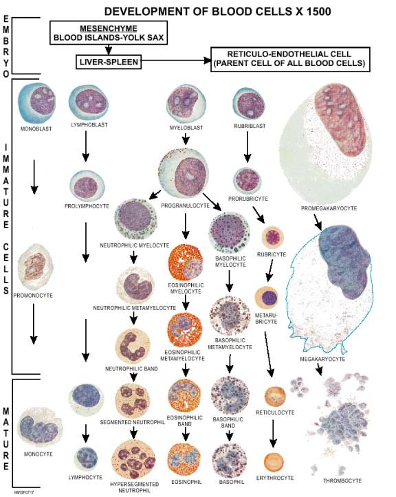 White Blood Cells Flow Chart