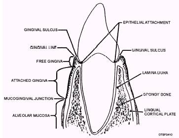 Gingiva